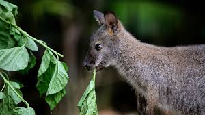 All wallabies are marsupials or pouched mammals. Zoo Hunts For Friendly Missing Wallaby Who Was Spotted Sunbathing In Wolverhampton Uk News Sky News