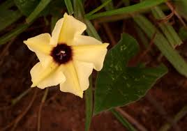 Image result for Hewittia