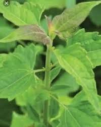 Image result for Oxygonum buchananii