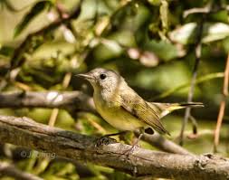 Birds Native To Western North Carolina Redstart Fletcher Park Fletcher Nc Western North Carolina North Carolina Park