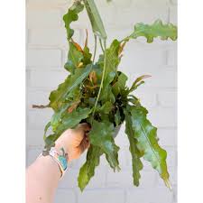 Image result for Rhabdophyllum affine