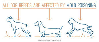 Image result for mold in the ear dog