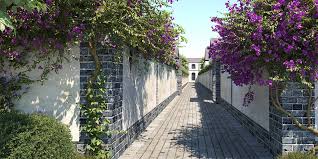 Image result for Rhynchosia tricuspidata