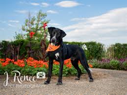 We've found the top pet photographers near you. J Renee Pet Photography