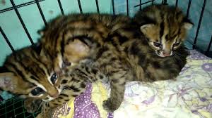 Kucing hutan ini murni hasil rescue dari hutan, yang di temukan saudara saya yang sedang berburu burung. Anak Kucing Hutan Malaysia 2020 Youtube