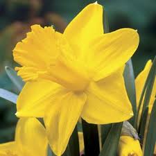 Narcissus King Alfred Improved Flower Bulbs For Sale Bulb Flowers Daffodils