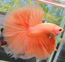 Pin By Bena Coruh On Such Beautiful Creatures And A Few Kind Humans Betta Fish Betta Pet Fish