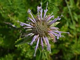 Divide your plants in the late summer or early fall as necessary. List Of 300 Flower Names A To Z With Images Florgeous