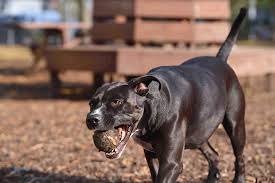 The Most Popular Dog Names Across Brooklyn She is very cute.she can jump very high. the most popular dog names across brooklyn