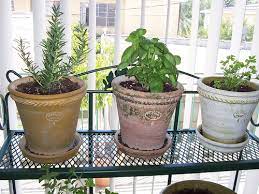 Here are some important tips on caring and growing sage plant. Grow Herbs Indoors This Winter Finegardening