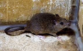 Rats need to be controlled, and catching and killing them with terriers is the best option as they become resistant to poison. How To Identify And Eliminate Roof Rats