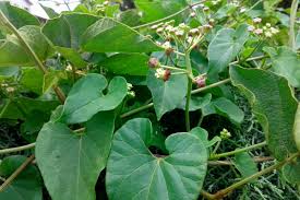 Image result for Pentarrhinum insipidum