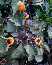 Image result for Spilanthes