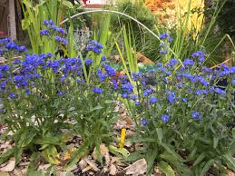 Image result for Anchusa capensis