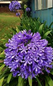 Agapanthus Blooms Upcountry Maui Flower Photos Plants Agapanthus