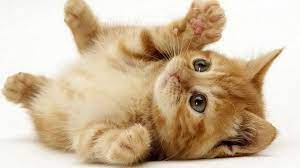 اعرفى عمرها الأول وهاتيلها فوطة خطوات بسيطة علشان تعرفى تحمى القطة بسهولة اليوم السابع