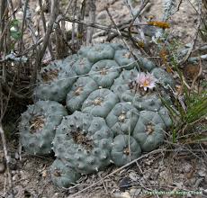 Image result for Cyanotis caespitosa