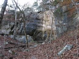 Image result for Asparagus minutiflorus