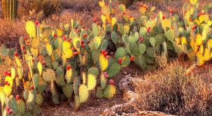 From prickly pears to saguaro, there are about 1750 different species of cacti. Desert Cactus Purifies Contaminated Water For Aquaculture Drinking And More