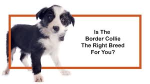 Cute and adorable border collie puppies for adoption with images. Border Collie Puppies Monroeville Pa Petland Monroeville