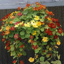 The vines are substantially longer than jewel but much shorter than the tall climbing single. Nasturtium Seed Jewel Mix Flower Seeds