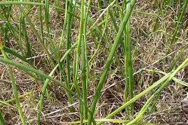 Image result for Moraea verdickii