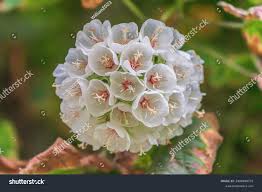 Image result for Dombeya rotundifolia