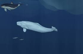 The adélie penguin is a species of penguin that can be found in endless ocean and endless ocean: Mysterious Shadows My Blue World