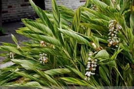 Check spelling or type a new query. How To Grow And Care For Shell Ginger Rayagarden