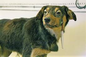 History Of Animal Testing Wikipedia
