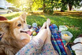 Top 15 Dog-friendly Hotels In Portland Maine 2021 Dog Friendly Hotels Hotels In Napa Portland Hotels