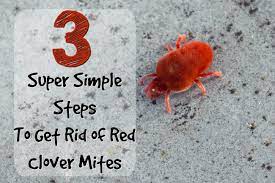 We did not find results for: How To Get Rid Of Clover Mites Those Tiny Red Bugs The Thrifty Couple