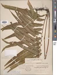 Image result for Amblovenatum