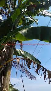 Yap, materi bahasa inggris emang buaaanyak banget. Nama Daun Pisang Dalam Bahasa Inggris Jenis Pisang Dan Manfaatnya