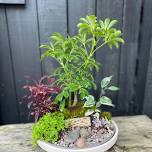 Wine & Vine Dish Garden 12"