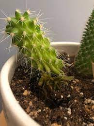 It is possible to save a rotting cactus as long as the damage isn't severe, be sure to take action as soon as you notice any signs of rot on your cactus plant. Db0hlgoyzrqjim
