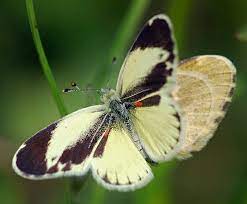 Nathalis Iole Animales Invertebrados Polilla Animales