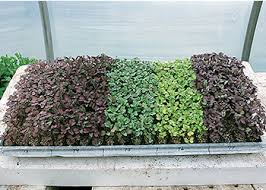 Year Round Microgreens Production For Profit Johnnys