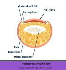 Image result for paronychium