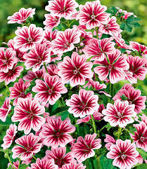 Winterharter bodendecker iberis schleifenblume 'masterpiece®', 3 pflanzen. Winterhartes Duft Staudenbeet 1a Pflanzen Baldur Garten