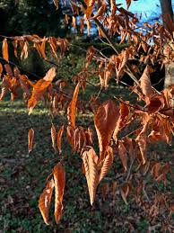 Image result for Ulmaceae