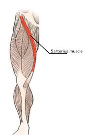 You can click the links in the image, or the links below the image to find out more information on any muscle group. We Use The Sartorius Muscle Which Is The Longest Muscle In The Human Download Scientific Diagram