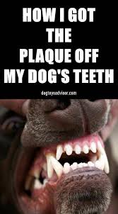 It's easy to get plaque buildup here because these teeth are close to our salivary glands, which are under our tongue. How To Remove Plaque Off Your Dog S Teeth Dogs Plaque Remove Teeth Whatdoesoralcaremean Healthcaretips What Dog Teeth Dog Teeth Cleaning Meds For Dogs