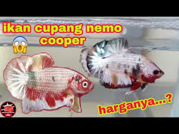 Update ikan cupang terlangka dan terunik. Ikan Cupang Yang Lagi Hits Nemo Cooper Cupang Nemo Cooper Youtube