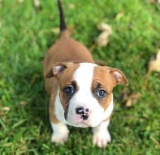 Operating since 2017, we strive to maintain perfection in the bully breed within our kennel. Xl Bully Puppy For Sale Abkc Registered Stunning Quality Pup