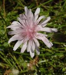 Image result for Crepis urundica