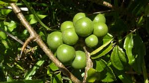 Image result for Strychnos henningsii