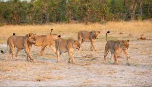 Answer the below questions to reach the next level. Funniest Animal Trivia Quiz Are You Smart To Score 80