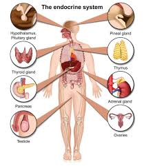 The Endocrine System 3d Medical Vector Illustration Isolated On White Endocrine System Endocrine Human Body Vocabulary