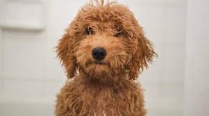 Their positive personality traits are we have been committed to the development and research of the english golden since 1993 when we produced the first litter of english goldendoodles. Do Goldendoodles Shed Yes But How Much Might Surprise You